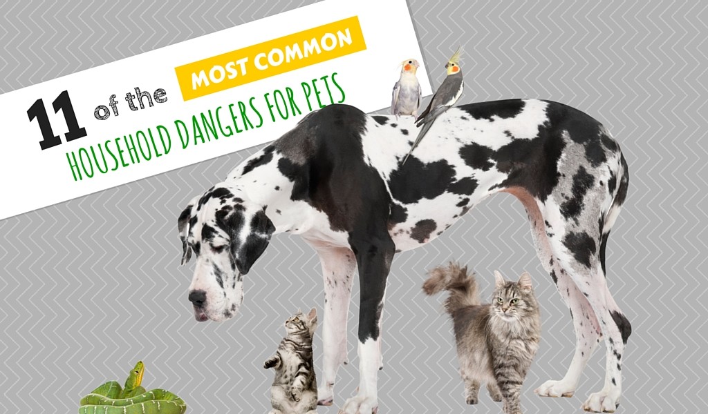 Most Common Household Dangers for Pets
